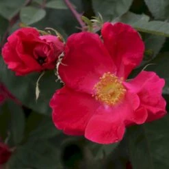 'Scharlachglut'® Rosa Gallica 'Scharlachglut'® (Gallicarose) A-Kvalitet,- Barrods Roser Min. 3 Grene 8 'Scharlachglut'® Rosa Gallica 'Scharlachglut'® (Gallicarose) A-Kvalitet,- Barrods Roser Min. 3 Grene -Osmo Salgsbutik p24172 53649 rosa gallica scharlachglut gallicarose b8a2