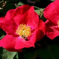 'Scharlachglut'® Rosa Gallica 'Scharlachglut'® (Gallicarose) A-Kvalitet,- Barrods Roser Min. 3 Grene 9 'Scharlachglut'® Rosa Gallica 'Scharlachglut'® (Gallicarose) A-Kvalitet,- Barrods Roser Min. 3 Grene -Osmo Salgsbutik p24172 53650 rosa gallica scharlachglut gallicarose e1ec