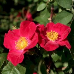 'Scharlachglut'® Rosa Gallica 'Scharlachglut'® (Gallicarose) A-Kvalitet,- Barrods Roser Min. 3 Grene 10 'Scharlachglut'® Rosa Gallica 'Scharlachglut'® (Gallicarose) A-Kvalitet,- Barrods Roser Min. 3 Grene -Osmo Salgsbutik p24172 53651 rosa gallica scharlachglut gallicarose 7b26