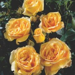 'Sophia™ Renaissance'® Rosa X 'Sophia™ Renaissance'® (Renaissancerose) A-Kvalitet,- Barrods Roser Min. 3 Grene -Osmo Salgsbutik p24215 52204 rosa x sophia renaissance renaissancerose 0ddd