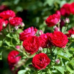 'Chevy Chase' Rosa Soyieana 'Chevy Chase' (Slyngrose) A-Kvalitet,- Barrods Roser Min. 3 Grene -Osmo Salgsbutik p24220 52331 rosa soyieana chevy chase slyngrose f48b