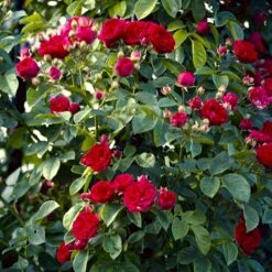 'Chevy Chase' Rosa Soyieana 'Chevy Chase' (Slyngrose) A-Kvalitet,- Barrods Roser Min. 3 Grene -Osmo Salgsbutik p24220 52332 rosa soyieana chevy chase slyngrose 5950