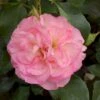 'Strawberry Ice' Rosa X 'Strawberry Ice' (Buketrose) A-Kvalitet,- Barrods Roser Min. 3 Grene