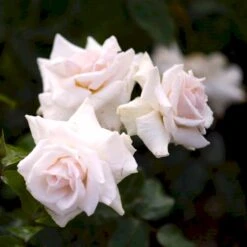 'Swan Lake' Rosa X 'Swan Lake' (Slyngrose) A-Kvalitet,- Barrods Roser Min. 3 Grene -Osmo Salgsbutik p24243 52911 rosa x swan lake slyngrose 3040