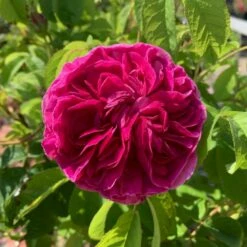 'Thomas á Becket' Rosa X 'Thomas á Becket' (Engelsk Rose) A-Kvalitet,- Barrods Roser Min. 3 Grene -Osmo Salgsbutik p24272 53219 rosa x thomas a becket engelsk rose d680