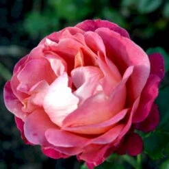 'Thor Heyerdahl' Rosa X 'Thor Heyerdahl' (Storblomstrende) A-Kvalitet,- Barrods Roser Min. 3 Grene -Osmo Salgsbutik p24273 51393 rosa x thor heyerdahl storblomstrende b2df