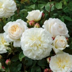 'Tranquillity' Rosa X 'Tranquillity' (Engelsk Rose) A-Kvalitet,- Barrods Roser Min. 3 Grene 9 'Tranquillity' Rosa X 'Tranquillity' (Engelsk Rose) A-Kvalitet,- Barrods Roser Min. 3 Grene -Osmo Salgsbutik p24285 53227 rosa x tranquillity engelsk rose 19a1