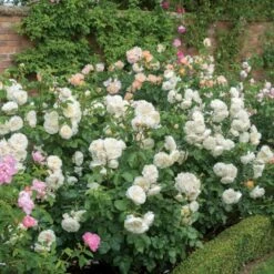 'Tranquillity' Rosa X 'Tranquillity' (Engelsk Rose) A-Kvalitet,- Barrods Roser Min. 3 Grene 10 'Tranquillity' Rosa X 'Tranquillity' (Engelsk Rose) A-Kvalitet,- Barrods Roser Min. 3 Grene -Osmo Salgsbutik p24285 53228 rosa x tranquillity engelsk rose 86eb