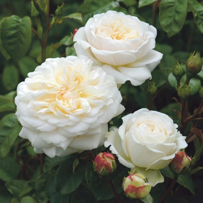 'Tranquillity' Rosa X 'Tranquillity' (Engelsk Rose) A-Kvalitet,- Barrods Roser Min. 3 Grene 5 'Tranquillity' Rosa X 'Tranquillity' (Engelsk Rose) A-Kvalitet,- Barrods Roser Min. 3 Grene - Billede 5