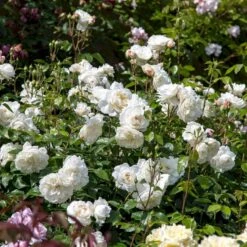 'Tranquillity' Rosa X 'Tranquillity' (Engelsk Rose) A-Kvalitet,- Barrods Roser Min. 3 Grene 13 'Tranquillity' Rosa X 'Tranquillity' (Engelsk Rose) A-Kvalitet,- Barrods Roser Min. 3 Grene -Osmo Salgsbutik p24285 53232 rosa x tranquillity engelsk rose 31ac