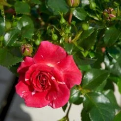 'Twist'™ Rosa X 'Twist'™ (Slyngroser) A-Kvalitet,- Barrods Roser Min. 3 Grene