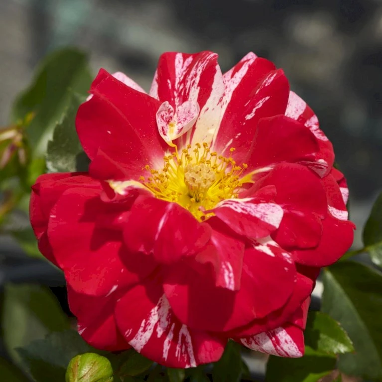 'Twist'™ Rosa X 'Twist'™ (Slyngroser) A-Kvalitet,- Barrods Roser Min. 3 Grene 3 'Twist'™ Rosa X 'Twist'™ (Slyngroser) A-Kvalitet,- Barrods Roser Min. 3 Grene - Billede 3