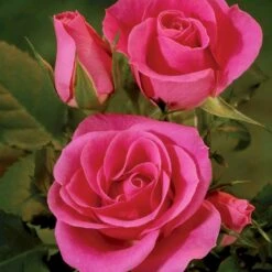 'Violet™ Hit'® Rosa X 'Violet™ Hit'® (Miniaturerose) A-Kvalitet,- Barrods Roser Min. 3 Grene -Osmo Salgsbutik p24308 52074 rosa x violet hit miniaturerose 8d90