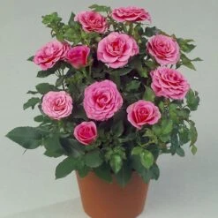 'Violet™ Hit'® Rosa X 'Violet™ Hit'® (Miniaturerose) A-Kvalitet,- Barrods Roser Min. 3 Grene -Osmo Salgsbutik p24308 52075 rosa x violet hit miniaturerose 11bc