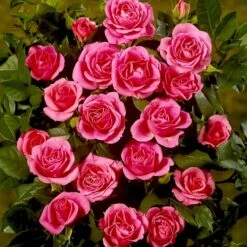 'Violet™ Hit'® Rosa X 'Violet™ Hit'® (Miniaturerose) A-Kvalitet,- Barrods Roser Min. 3 Grene -Osmo Salgsbutik p24308 52076 rosa x violet hit miniaturerose 8dcd