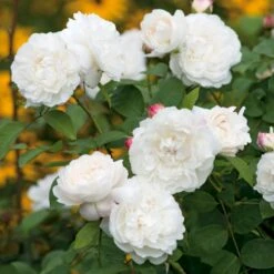 'William And Cathrine'™ Rosa X 'William And Cathrine'™ (Engelsk Rose) A-Kvalitet,- Barrods Roser Min. 3 Grene -Osmo Salgsbutik p24337 53243 rosa x william and cathrine engelsk rose eb29