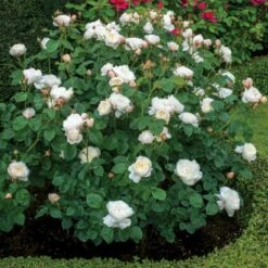 'William And Cathrine'™ Rosa X 'William And Cathrine'™ (Engelsk Rose) A-Kvalitet,- Barrods Roser Min. 3 Grene -Osmo Salgsbutik p24337 53244 rosa x william and cathrine engelsk rose 35e0