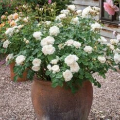 'William And Cathrine'™ Rosa X 'William And Cathrine'™ (Engelsk Rose) A-Kvalitet,- Barrods Roser Min. 3 Grene -Osmo Salgsbutik p24337 53245 rosa x william and cathrine engelsk rose 0b0c