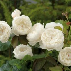 'William And Cathrine'™ Rosa X 'William And Cathrine'™ (Engelsk Rose) A-Kvalitet,- Barrods Roser Min. 3 Grene -Osmo Salgsbutik p24337 53246 rosa x william and cathrine engelsk rose c3b3