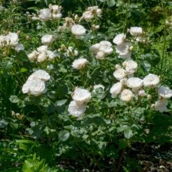 'William And Cathrine'™ Rosa X 'William And Cathrine'™ (Engelsk Rose) A-Kvalitet,- Barrods Roser Min. 3 Grene -Osmo Salgsbutik p24337 53247 rosa x william and cathrine engelsk rose a6c3