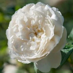 'William And Cathrine'™ Rosa X 'William And Cathrine'™ (Engelsk Rose) A-Kvalitet,- Barrods Roser Min. 3 Grene -Osmo Salgsbutik p24337 53248 rosa x william and cathrine engelsk rose ff45