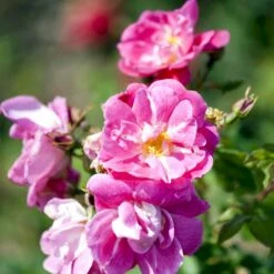 'William Baffin' Rosa X 'William Baffin' (Buskrose) A-Kvalitet,- Barrods Roser Min. 3 Grene