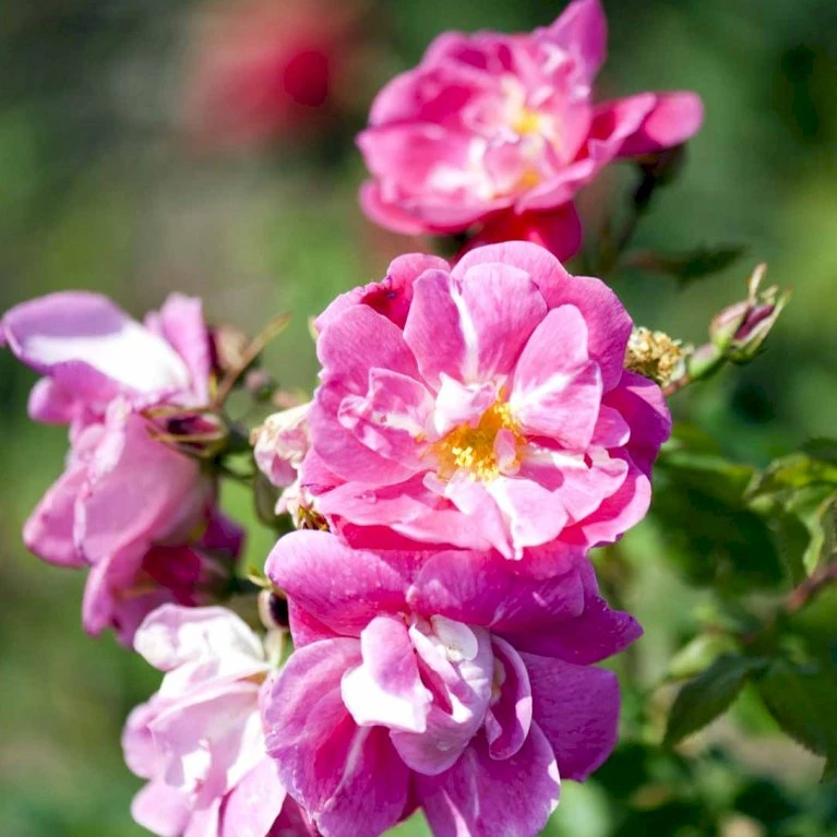 'William Baffin' Rosa X 'William Baffin' (Buskrose) A-Kvalitet,- Barrods Roser Min. 3 Grene 1 'William Baffin' Rosa X 'William Baffin' (Buskrose) A-Kvalitet,- Barrods Roser Min. 3 Grene