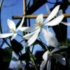 Stedsegrøn Klematis 'Snowdrift' Clematis Armandii 'Snowdrift' Potte 2,0 Liter,- Opbundet 60-100 Cm