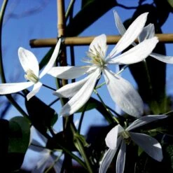 Stedsegrøn Klematis 'Snowdrift' Clematis Armandii 'Snowdrift' Potte 2,0 Liter,- Opbundet 60-100 Cm