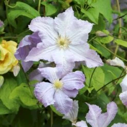 Italiensk Skovranke 'Blekitny Aniol' Clematis Viticella 'Blekitny Aniol' (syn. Blue Angel) Potte 2,0 Liter,- Opbundet 60-100 Cm