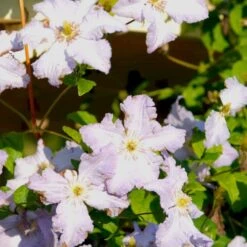 Italiensk Skovranke 'Blekitny Aniol' Clematis Viticella 'Blekitny Aniol' (syn. Blue Angel) Potte 2,0 Liter,- Opbundet 60-100 Cm 7 Italiensk Skovranke 'Blekitny Aniol' Clematis Viticella 'Blekitny Aniol' (syn. Blue Angel) Potte 2,0 Liter,- Opbundet 60-100 Cm -Osmo Salgsbutik p24375 48665 clematis viticella blekitny aniol syn blue angel 8d56