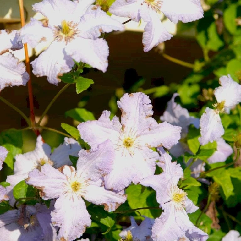 Italiensk Skovranke 'Blekitny Aniol' Clematis Viticella 'Blekitny Aniol' (syn. Blue Angel) Potte 2,0 Liter,- Opbundet 60-100 Cm 3 Italiensk Skovranke 'Blekitny Aniol' Clematis Viticella 'Blekitny Aniol' (syn. Blue Angel) Potte 2,0 Liter,- Opbundet 60-100 Cm - Billede 3