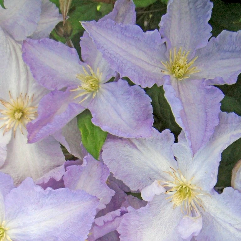 Italiensk Skovranke 'Blekitny Aniol' Clematis Viticella 'Blekitny Aniol' (syn. Blue Angel) Potte 2,0 Liter,- Opbundet 60-100 Cm 4 Italiensk Skovranke 'Blekitny Aniol' Clematis Viticella 'Blekitny Aniol' (syn. Blue Angel) Potte 2,0 Liter,- Opbundet 60-100 Cm - Billede 4