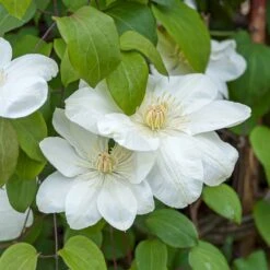 Klematis 'Guernsey Cream' Clematis Hybrid 'Guernsey Cream' Potte 2,0 Liter,- Opbundet