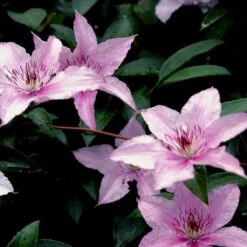 Klematis 'Pink Fantasy' Clematis Hybrid 'Pink Fantasy' Potte 2,0 Liter,- Opbundet