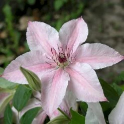 Klematis 'Pink Fantasy' Clematis Hybrid 'Pink Fantasy' Potte 2,0 Liter,- Opbundet -Osmo Salgsbutik p24472 50572 clematis hybrid pink fantasy c364