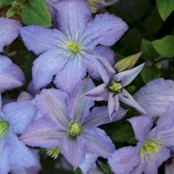Italiensk Skovranke 'Prince Charles' Clematis Viticella 'Prince Charles' Potte 2,0 Liter,- Opbundet 60-100 Cm