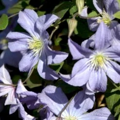 Italiensk Skovranke 'Prince Charles' Clematis Viticella 'Prince Charles' Potte 2,0 Liter,- Opbundet 60-100 Cm -Osmo Salgsbutik p24474 48676 clematis viticella prince charles f4aa
