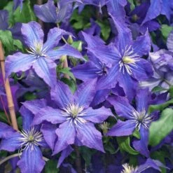 Klematis 'Rhapsody' Clematis Hybrid 'Rhapsody' Potte 2,0 Liter,- Opbundet