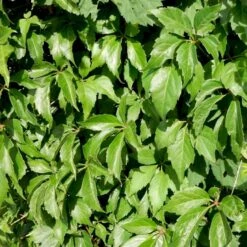Almindelig Vildvin Parthenocissus Inserta Potte 2,0 Liter,- Opbundet