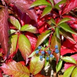 Klatrevildvin Parthenocissus Quinquefolia Potte 7,5 Liter,- Opbundet 150-200 Cm. -Osmo Salgsbutik p24519 48770 parthenocissus quinquefolia 9b79