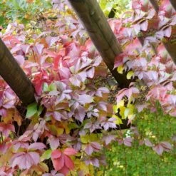 Klatrevildvin Parthenocissus Quinquefolia Potte 7,5 Liter,- Opbundet 150-200 Cm. -Osmo Salgsbutik p24519 50621 parthenocissus quinquefolia e676