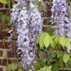 Japansk Blåregn 'Domino' Wisteria Floribunda 'Domino' (syn. Issai) Potte 2,0 Liter,- Opbundet