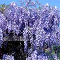 Japansk Blåregn 'Domino' Wisteria Floribunda 'Domino' (syn. Issai) Potte 2,0 Liter,- Opbundet -Osmo Salgsbutik p24526 48958 wisteria floribunda domino syn issai 1a0d