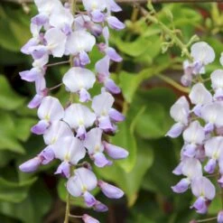 Japansk Blåregn 'Domino' Wisteria Floribunda 'Domino' (syn. Issai) Potte 2,0 Liter,- Opbundet -Osmo Salgsbutik p24526 50705 wisteria floribunda domino syn issai 4e1e
