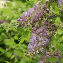 Japansk Blåregn 'Rosea' Wisteria Floribunda 'Rosea' Potte 2,0 Liter,- Opbundet -Osmo Salgsbutik p24533 50707 wisteria floribunda rosea a439