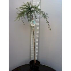 Dværgmispel Cotoneaster Dammeri 'Coral Beauty' Opstammet 80 Cm. 7,5 Liter Potte