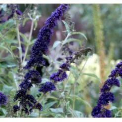 Sommerfuglebusk 'Empire Blue' Buddleja Davidii 'Empire Blue' Potte 2,0 Liter,- 30-40 Cm. -Osmo Salgsbutik p249 36405 buddleja davidii empire blue fd81