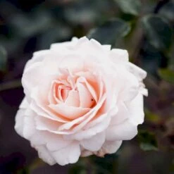 'Penny Lane' Rosa X 'Penny Lane' (Slyngrose) A-Kvalitet,- Barrods Roser Min. 3 Grene -Osmo Salgsbutik p2508 52496 rosa x penny lane slyngrose e128