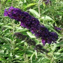 Sommerfuglebusk 'Black Knight' Buddleja Davidii 'Black Knight' Potte 6,5 Liter 50-60 Cm. -Osmo Salgsbutik p250 47307 buddleja davidii black knight 5405